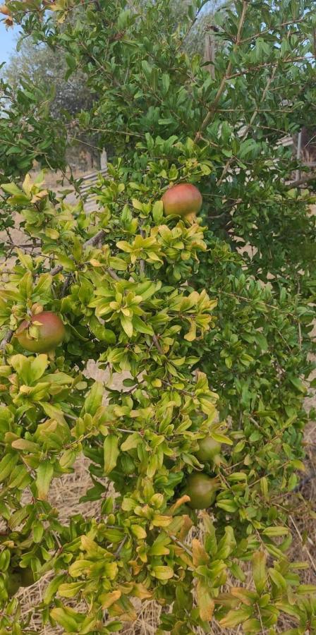 Quinta Da Belavista Βίλα Reguengos de Monsaraz Εξωτερικό φωτογραφία